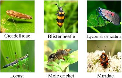 Toward Sustainability: Trade-Off Between Data Quality and Quantity in Crop Pest Recognition